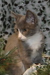 Prince Harry the Royally Flufftastic Kitten
