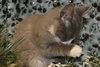 Prince Harry the Royally Flufftastic Kitten