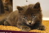 Sir Basil the Royally Flufftastic Kitten