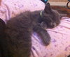 Sir Basil the Royally Flufftastic Kitten