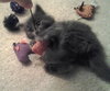 Sir Basil the Royally Flufftastic Kitten