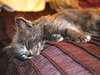 Sir Basil the Royally Flufftastic Kitten