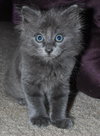Sir Basil the Royally Flufftastic Kitten