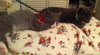 Sir Basil the Royally Flufftastic Kitten