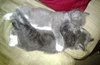 Sir Basil the Royally Flufftastic Kitten