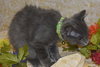 Sir Basil the Royally Flufftastic Kitten