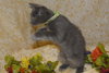 Sir Basil the Royally Flufftastic Kitten
