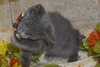 Sir Basil the Royally Flufftastic Kitten