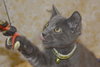 Sir Basil the Royally Flufftastic Kitten