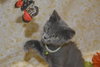 Sir Basil the Royally Flufftastic Kitten