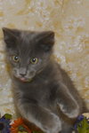 Sir Basil the Royally Flufftastic Kitten