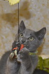 Sir Basil the Royally Flufftastic Kitten