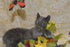 Sir Basil the Royally Flufftastic Kitten