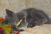 Sir Basil the Royally Flufftastic Kitten