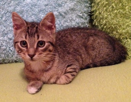 Remmy the Kitten