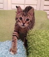 Remmy the Kitten