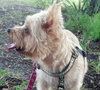 Chancy the Yorkie