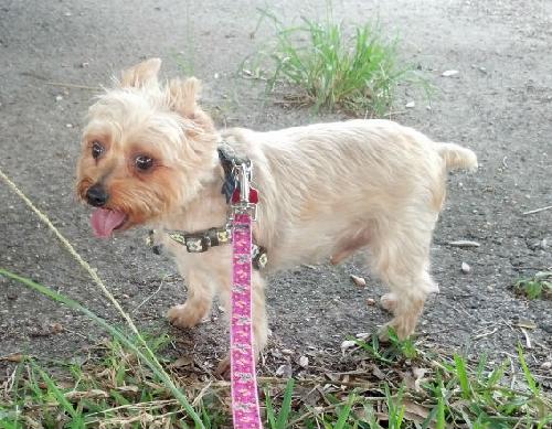Chancy the Yorkie