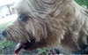 Chancy the Yorkie