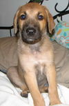 Boone the Puppy