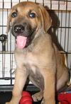 Boone the Puppy