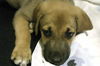 Boone the Puppy