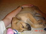 Boone the Puppy