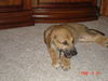 Boone the Puppy