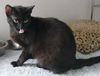 George the Big Black Cat