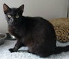 George the Big Black Cat
