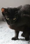 George the Big Black Cat