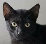 George the Big Black Cat