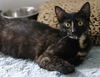 Lulu the Tortoiseshell