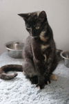 Lulu the Tortoiseshell