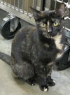 Lulu the Tortoiseshell