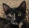 Lulu the Tortoiseshell