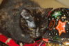 Lulu the Tortoiseshell