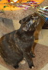 Lulu the Tortoiseshell