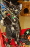 Lulu the Tortoiseshell