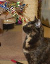 Lulu the Tortoiseshell