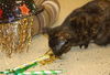 Lulu the Tortoiseshell
