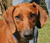 Rosie the Friendly Hound