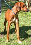 Rosie the Friendly Hound