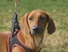 Rosie the Friendly Hound