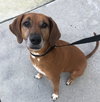 Rosie the Friendly Hound