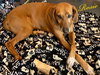 Rosie the Friendly Hound