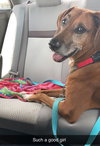 Rosie the Friendly Hound