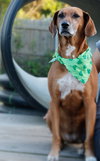 Rosie the Friendly Hound