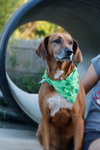 Rosie the Friendly Hound