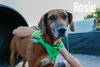 Rosie the Friendly Hound